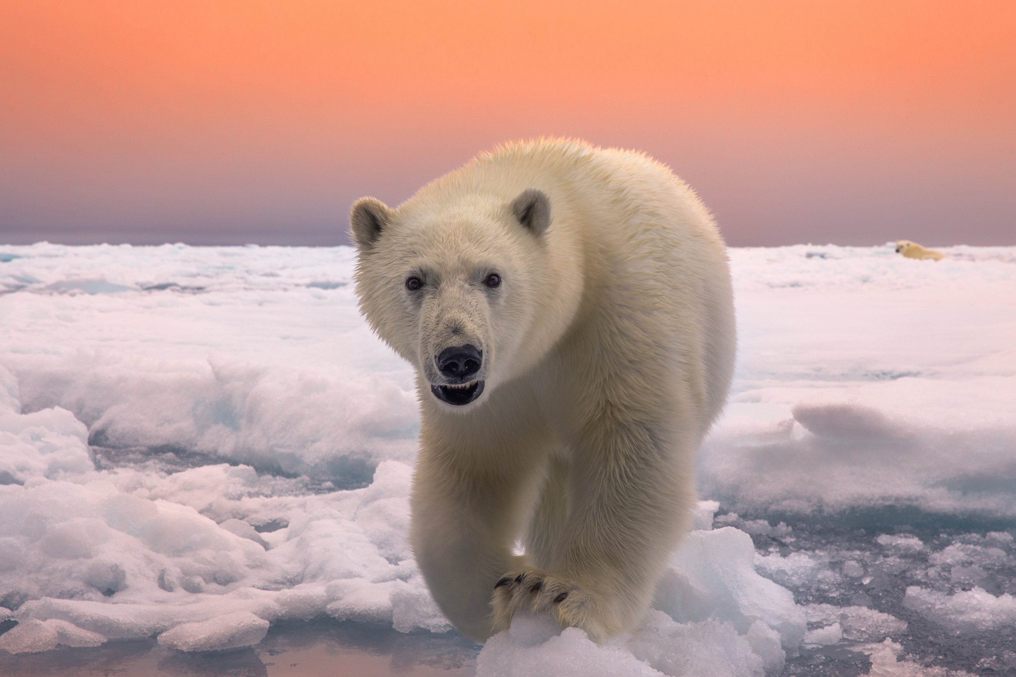 Белый медведь бег. Белый медведь. Полярный медведь. Арктический белый медведь. Арктика медведи.