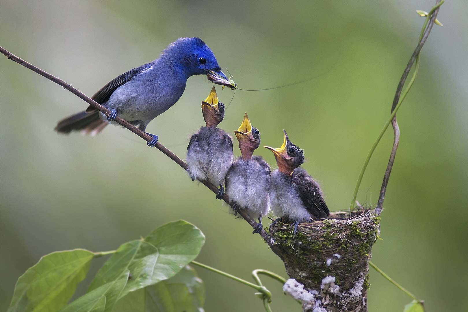 Birds wiki. Семейства птиц. Фотосъемка птиц. Семейство птичьих. Любительская съемка птиц.